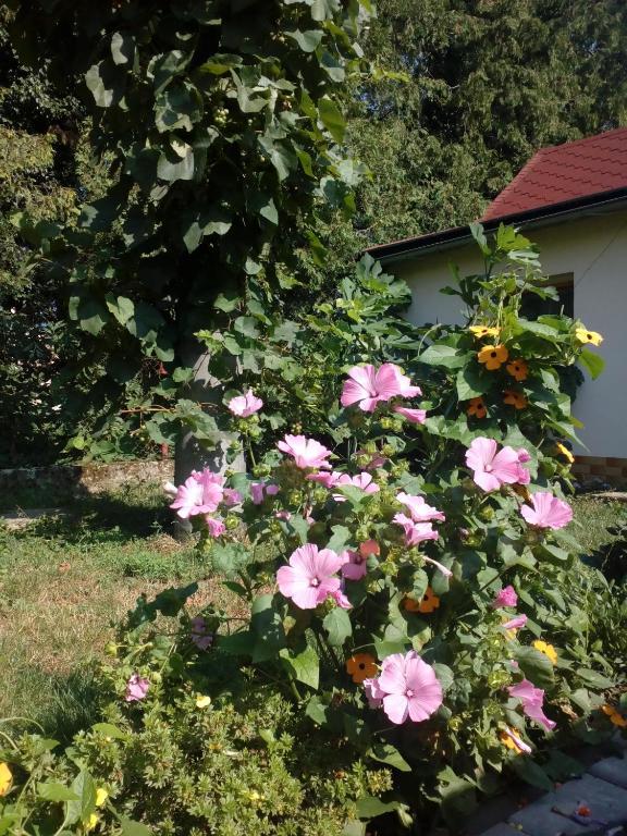 Beckov Platanus Bed & Breakfast エクステリア 写真